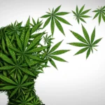 Is cannabis safe after 65? Stanford experts reveal 5 risks older adults should know