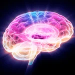 Scientists discover protein that rejuvenates aging brain cells