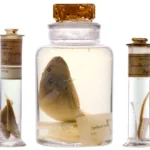 Scientists just looked inside Darwin’s 200-year-old specimen jars without opening them