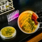 Ocean warming may supercharge a tiny microbe that controls marine nutrients