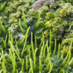 Scientists discover tiny plant trick that could supercharge crop yields