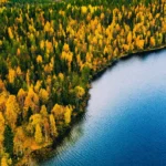 A “lost world” beneath the North Sea was once full of forests