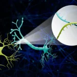 Scientists map the brain’s hidden wiring using RNA barcodes in major breakthrough