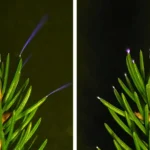 Scientists just captured trees glowing with electricity during storms