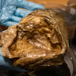 Scientists finally solve mystery of strange “golden orb” found 2 miles deep