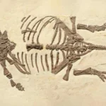 These tiny dinosaur fossils fooled scientists for 20 years