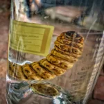 Mezcal worm in a bottle DNA test reveals a surprise