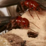 95% success rate: This new trick lures termites straight to their death