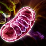 Scientists discover the nutrient that can supercharge cellular energy
