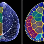 Scientists discover hidden math secret inside Chinese money plant leaves