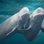 Beluga whales keep switching mates and it may be saving their species