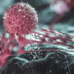 Why cancer spreads more in middle age than in old age
