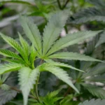 Scientists found a cannabis compound that relieves pain without the high