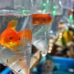 From pet to pest, goldfish can wreck entire ecosystems