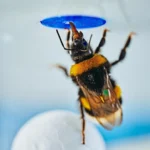 Scientists stunned as bumble bees solve a classic intelligence test