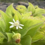 Scientists found evolution repeating itself in the Galápagos Islands