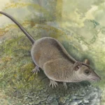 Scientists just discovered a lost branch of Australia’s marsupials