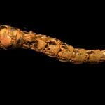 These insect submariners survive depths that should crush them