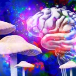 Magic mushrooms may reshape the brain long after the trip ends