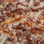 Ant brains reveal how evolution turned hunger into parenting