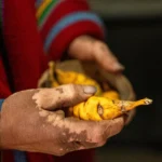 Potatoes may have given Indigenous Andeans a digestive superpower